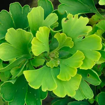 #3. Листья гинкго билоба